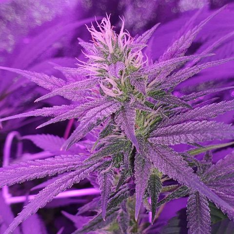 3RH #1 growlog timeline photo