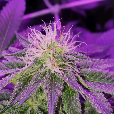 3RH #1 growlog timeline photo