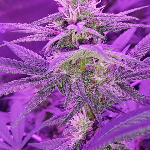 3RH #1 growlog timeline photo