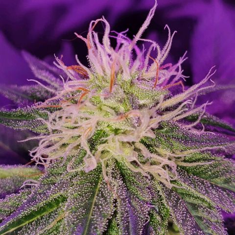 3RH #1 growlog timeline photo
