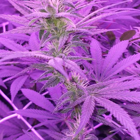 3RH #1 growlog timeline photo