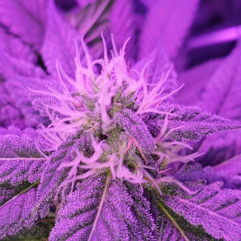 3RH #1 growlog timeline photo