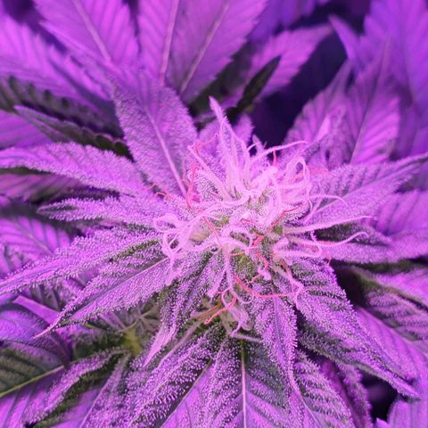 3RH #1 growlog timeline photo