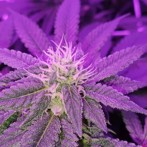 3RH #1 growlog timeline photo