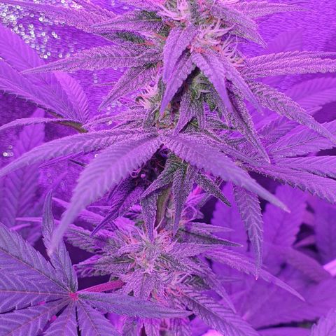 3RH #1 growlog timeline photo