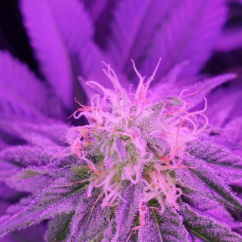 3RH #1 growlog timeline photo