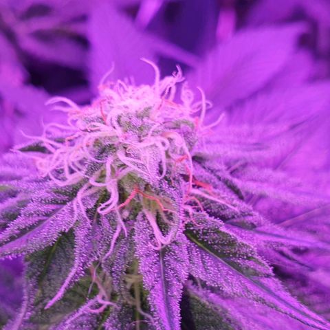 3RH #1 growlog timeline photo
