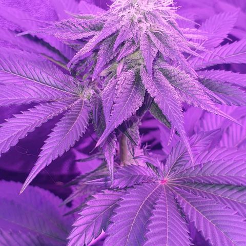 3RH #1 growlog timeline photo