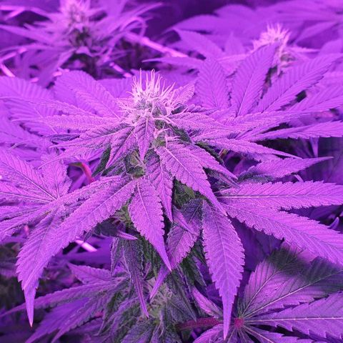 3RH #1 growlog timeline photo