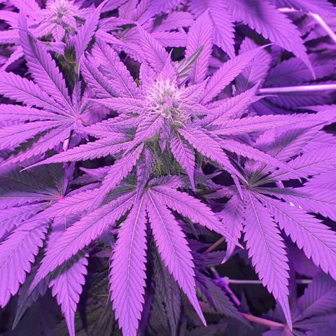 3RH #1 growlog timeline photo