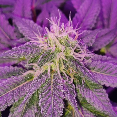 3RH #1 growlog timeline photo