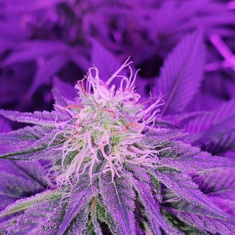 3RH #1 growlog timeline photo