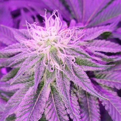 3RH #1 growlog timeline photo
