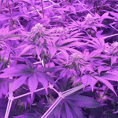 3RH #1 growlog timeline photo