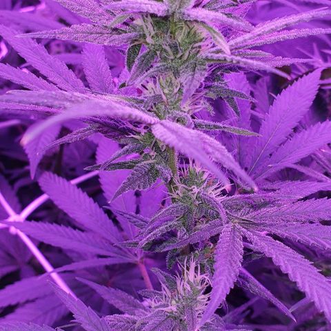 3RH #1 growlog timeline photo