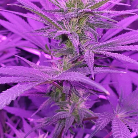 3RH #1 growlog timeline photo