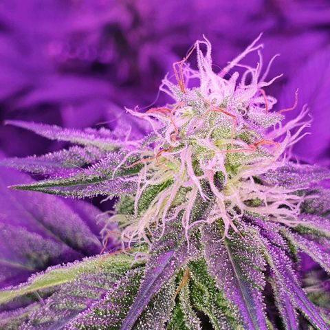 3RH #1 growlog timeline photo
