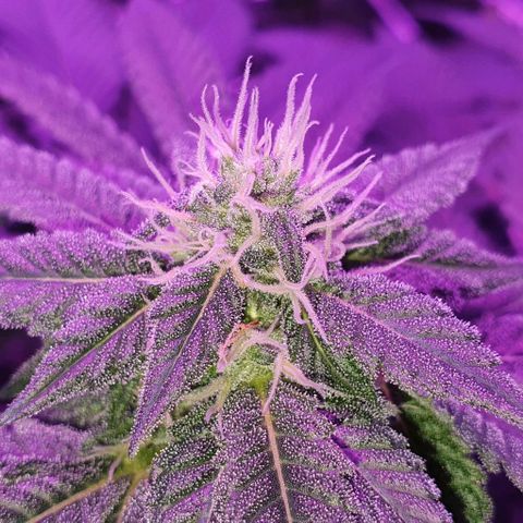 3RH #1 growlog timeline photo