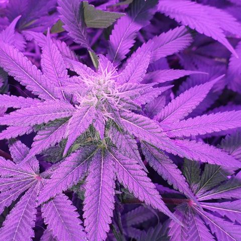 3RH #1 growlog timeline photo