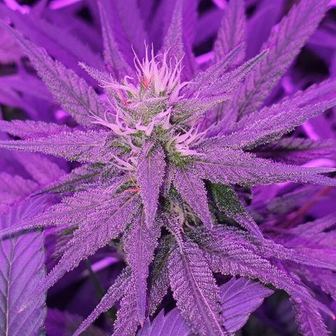 3RH #1 growlog timeline photo