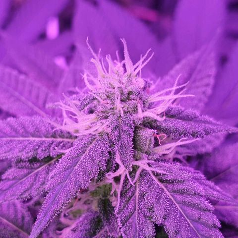 3RH #1 growlog timeline photo