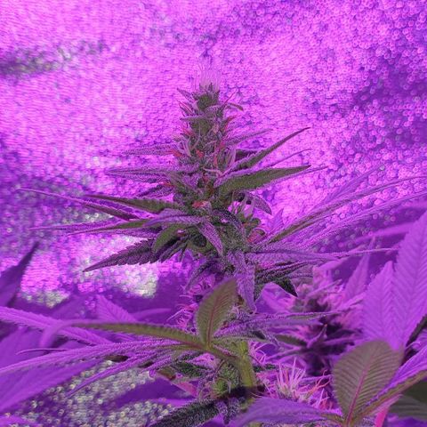 3RH #1 growlog timeline photo