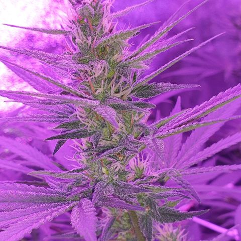 3RH #1 growlog timeline photo