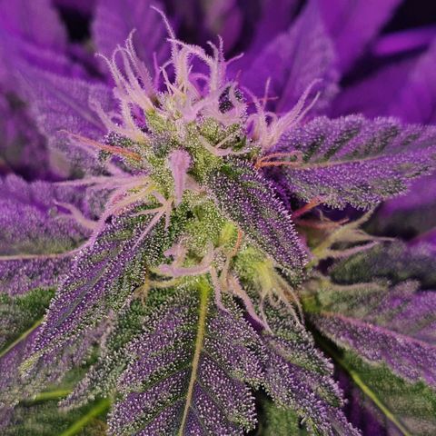 3RH #1 growlog timeline photo