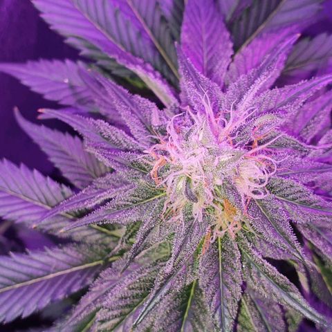 3RH #1 growlog timeline photo