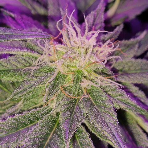 3RH #1 growlog timeline photo