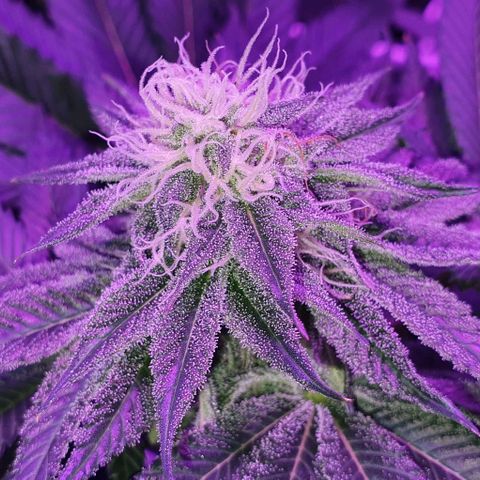 3RH #1 growlog timeline photo
