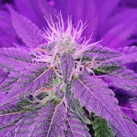 3RH #1 growlog timeline photo