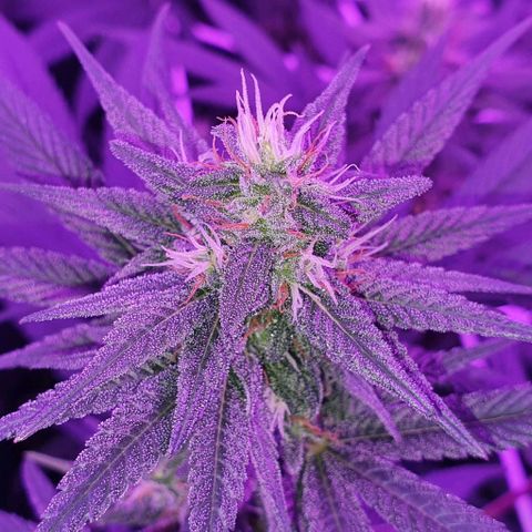 3RH #1 growlog timeline photo