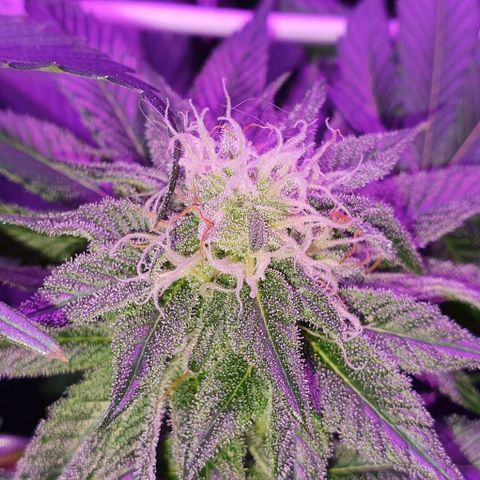 3RH #1 growlog timeline photo