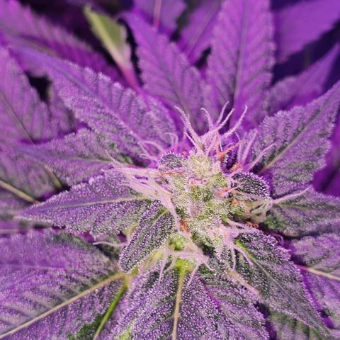 3RH #1 growlog timeline photo