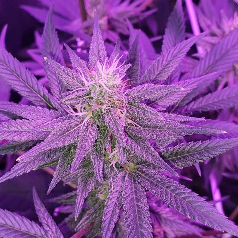 3RH #1 growlog timeline photo
