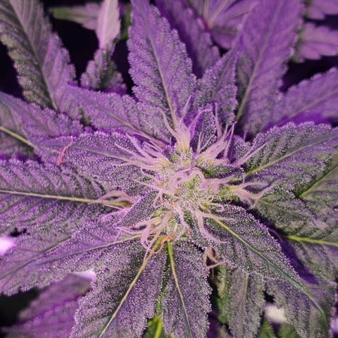 3RH #1 growlog timeline photo