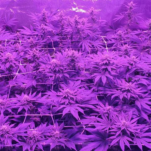 3RH #1 growlog timeline photo