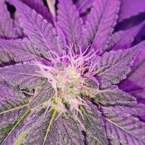 3RH #1 growlog timeline photo