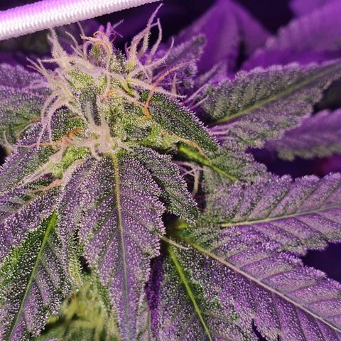3RH #1 growlog timeline photo