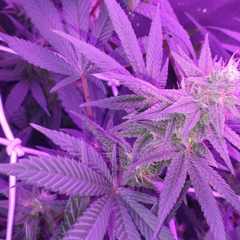 3RH #1 growlog timeline photo