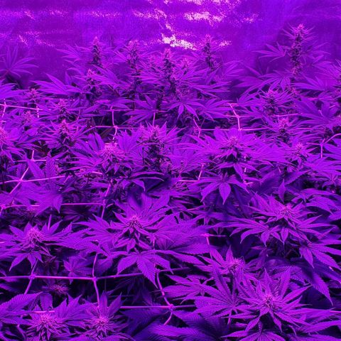 3RH #1 growlog timeline photo