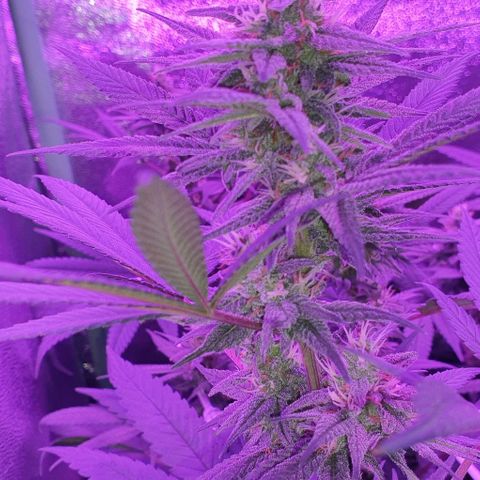 3RH #1 growlog timeline photo