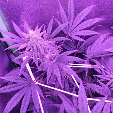 3RH #1 growlog timeline photo