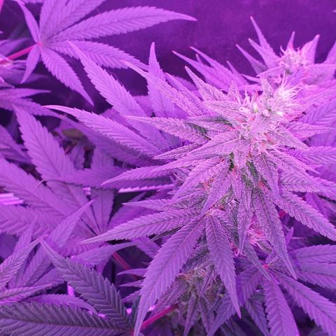 3RH #1 growlog timeline photo