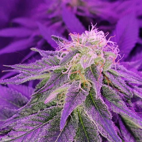 3RH #1 growlog timeline photo