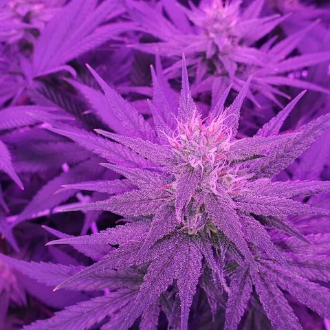 3RH #1 growlog timeline photo