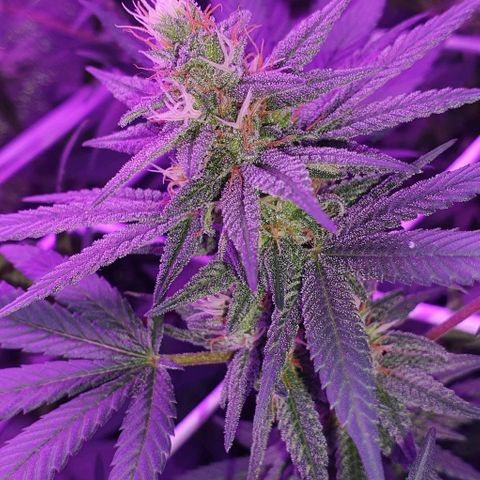 3RH #1 growlog timeline photo