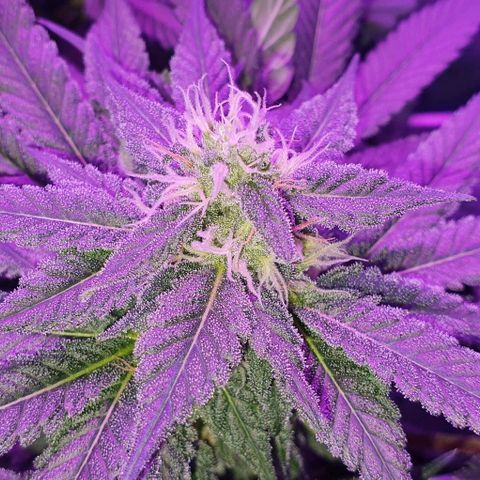 3RH #1 growlog timeline photo