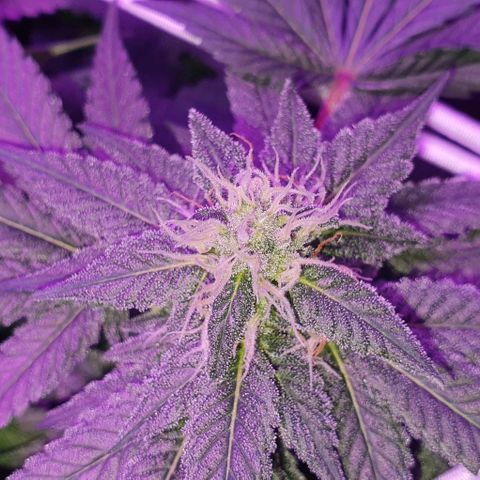 3RH #1 growlog timeline photo